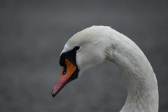 Cygnus olor