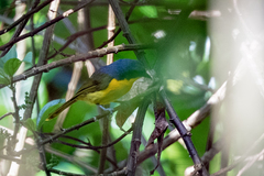 Telophorus nigrifrons