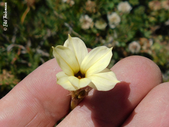 Sisyrinchium cuspidatum
