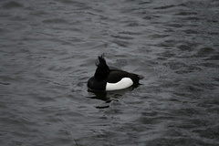 Aythya fuligula