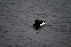 Aythya fuligula