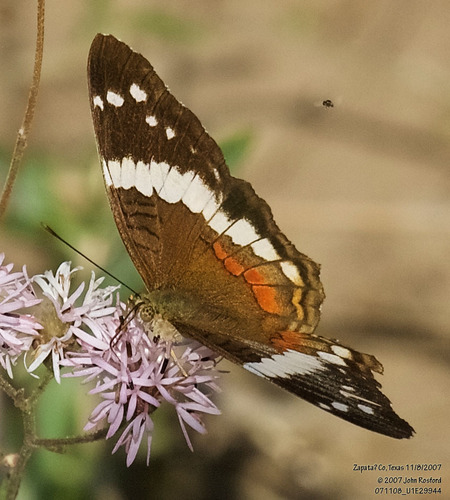 Banded Peacock photo 6
