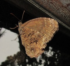 Praepedaliodes phanias