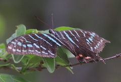 Graphium colonna