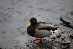 Anas platyrhynchos