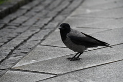 Corvus cornix