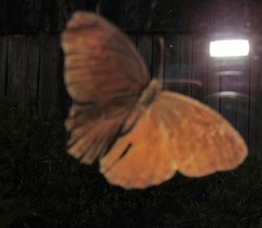 Praepedaliodes phanias