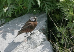 Leucosticte tephrocotis griseonucha