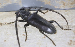 Neoplocaederus