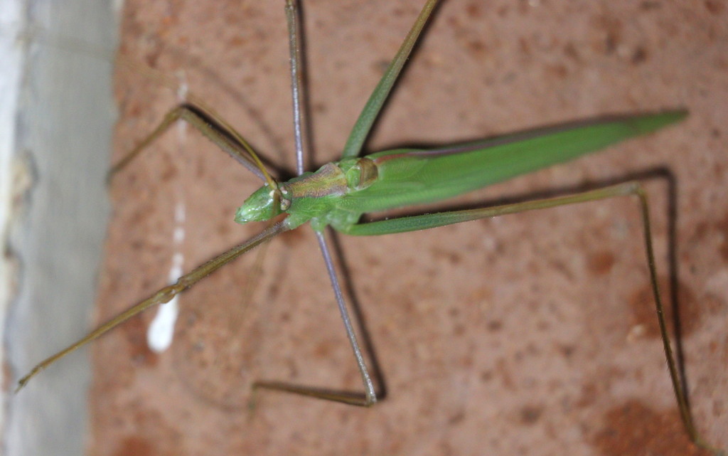 Tenerasphaga
