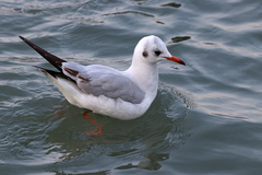 Chroicocephalus ridibundus