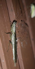 Galepsus