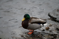 Anas platyrhynchos