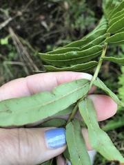 Telmatoblechnum serrulatum