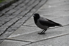 Corvus cornix