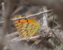 Colotis chrysonome