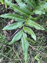 Acrostichum danaeifolium