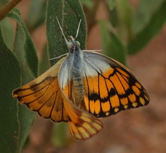 Colotis chrysonome