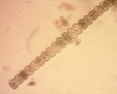Desmidium grevillei