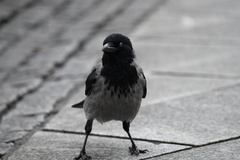 Corvus cornix