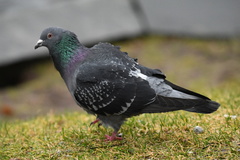 Columba livia domestica