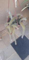 Cleistocactus colademononis