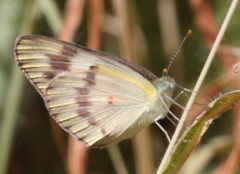 Colotis calais calais