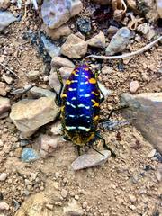 Julodis clouei