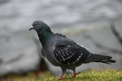 Columba livia domestica