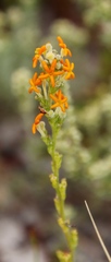 Manulea tomentosa