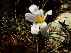 Crocus versicolor