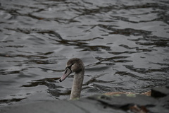 Cygnus olor
