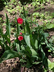 Tulipa