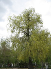 Salix alba