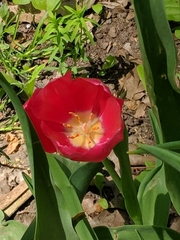 Tulipa