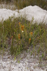 Manulea tomentosa