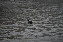 Fulica atra