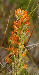 Manulea tomentosa