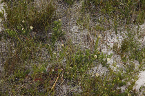Image of Phylica dodii by (c) Tony Rebelo, some rights reserved (CC BY-SA)