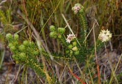 Phylica dodii