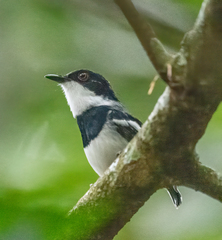 Batis mixta