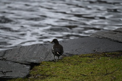 Gallinula chloropus