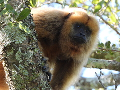 Alouatta caraya