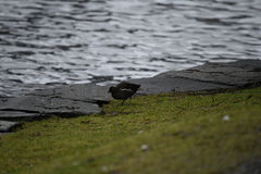 Gallinula chloropus