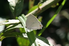 Strephonota tephraeus