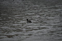 Fulica atra