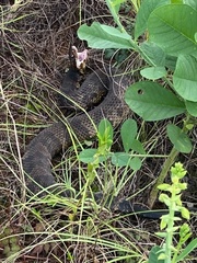 Agkistrodon piscivorus