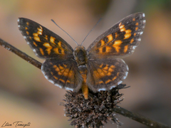 Aricoris hubrichi