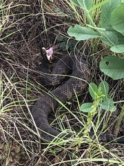 Agkistrodon piscivorus