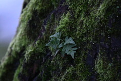 Polypodium